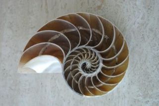 File:Nautile 3.jpg