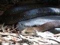 Thumbnail for version as of 10:18, 3 January 2012