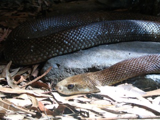 File:Taipan-6981.jpg