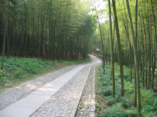 File:Forêt de bambous Chine.JPG