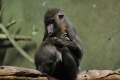 Baby mandrill and its mother