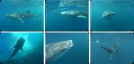 Planche d'images de requins baleines