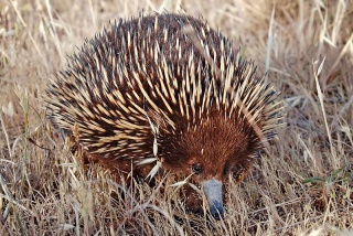 File:Échidné à nez court-Wild shortbeak echidna (Tachyglossus aculeatus).jpg
