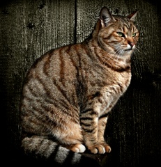 File:Chat tigré-9562.jpg