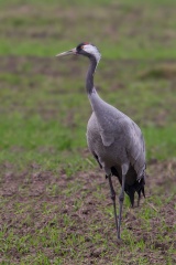 File:Common Crane-grue cendrée (Grus grus).jpg