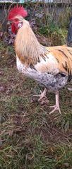 File:Coq gaulois.jpeg