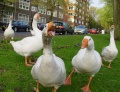 Thumbnail for version as of 09:36, 8 December 2009