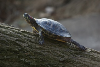 File:Tortue de Floride-3004.jpg