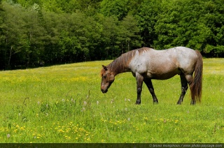 File:A horse in the meadow-2697.jpg