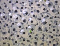 Thumbnail for version as of 15:41, 4 June 2010