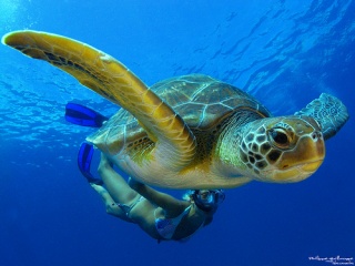 File:Tortue-verte.plongée.jpg