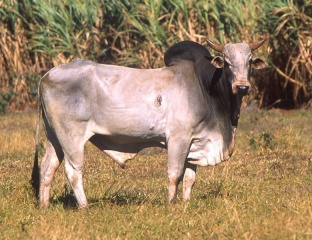 File:Zébu-Zebu.jpg