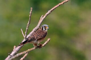 File:American kestrel (Falco sparverius sparveroides) female white morph.JPG
