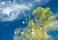 Thumbnail for version as of 22:27, 9 October 2008