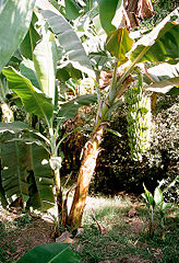 File:Bananier-Bananes.jpg