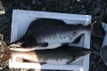 Thumbnail for version as of 07:25, 8 June 2010