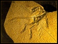 Thumbnail for version as of 05:26, 10 January 2010