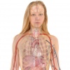 Human body