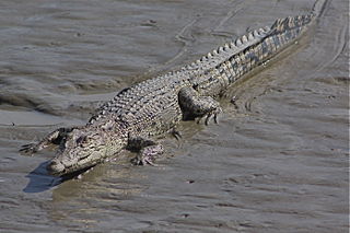 File:Croc-897.jpg