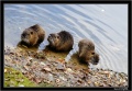 Thumbnail for version as of 15:08, 21 December 2010