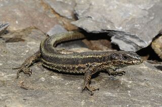 File:Lezard-val-d-aran.jpg