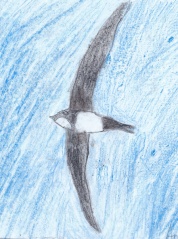 File:Martinet.jpg
