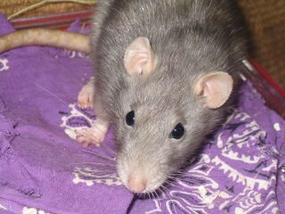 File:Ratdomgris.jpg