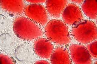 File:Cell-4919.jpg