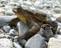 Thumbnail for version as of 14:36, 7 May 2009