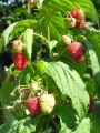 Thumbnail for version as of 12:08, 18 October 2009