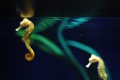 Thumbnail for version as of 14:53, 31 May 2010