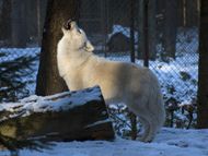 Loup arctique-Loup polaire-Loup blanc-2318.jpg