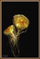 Thumbnail for version as of 17:32, 4 December 2009