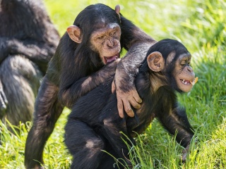 File:Deux jeunes chimpanzés.jpg