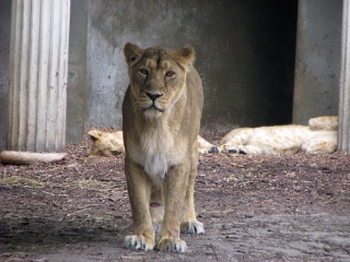 File:Photo de Lion Asiatique-8769.jpg