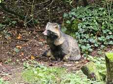 Tanuki2.jpg