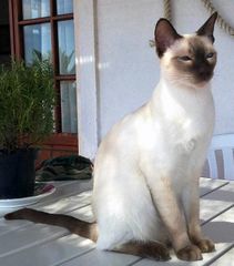 File:Thai cat - Wichien Maat.jpg