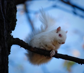 File:Écureuil albinos-8881.jpg