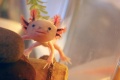 Thumbnail for version as of 16:28, 24 December 2011