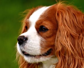 File:Dog-cavalierKingC.jpg