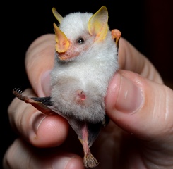 File:Ectophylla alba 1.jpg