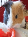 Thumbnail for version as of 13:10, 9 October 2011