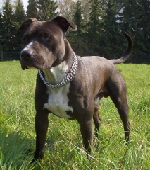 File:American staffordshire terrier-amstaff.jpg
