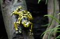 Thumbnail for version as of 16:51, 11 March 2011