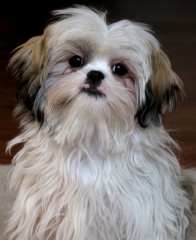 File:Shih Tzu.jpg