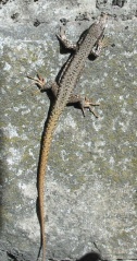 File:Lézard des murailles.jpg