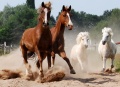 Thumbnail for version as of 17:53, 5 October 2009