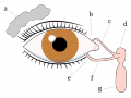 Thumbnail for version as of 07:18, 8 April 2014