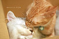Thumbnail for version as of 19:07, 1 October 2008