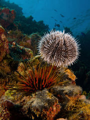 File:Echinoidea-urchins-oursins-Tripneustes ventricosus-Echinometra viridis.jpg